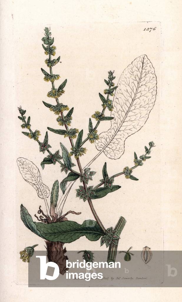 Wood Patience or Red Sorrel (Rumex sanguineus) - Lithography based on a drawing by James Sowerby for Smith's English Botanical, published in London, England, 1792