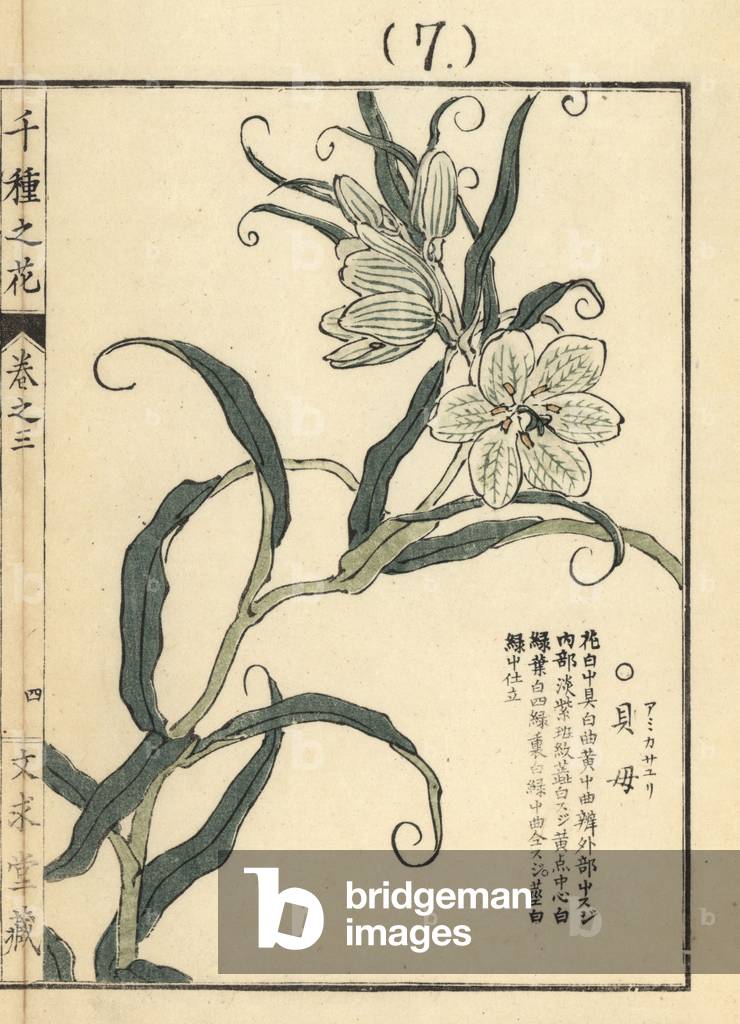 Amigasayuri or Thunberg fritillary, Fritillaria thunbergii. Handcoloured woodblock print by Kono Bairei from Senshu no Hana (One Thousand Varieties of Flowers), Bunkyudo, Kyoto, 1889.