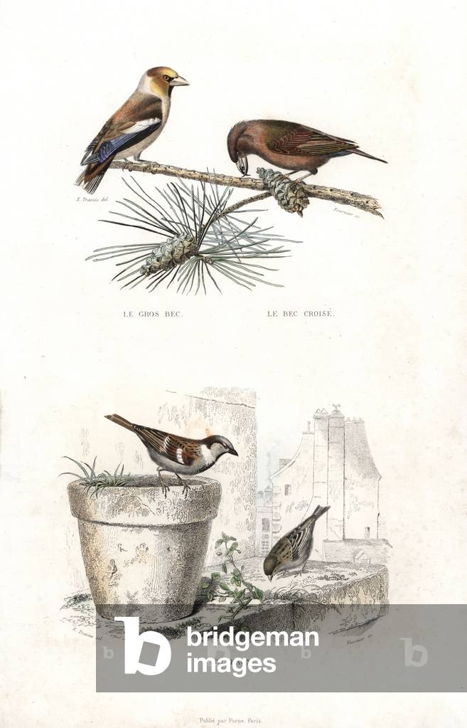 Hawfinch, Coccothraustes coccothraustes, red crossbill, Loxia curvirostra, and house sparrow, Passe domesticus, on a flowerpot. Handcoloured engraving on steel by Fournier after a drawing by Edouard Travies from Richard's “New Edition of the Complete Works of Buffon,”” Pourrat Freres, Paris, 1837.
