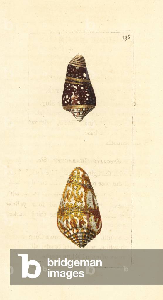 Admiral cone varieties, high admiral and cedo nulli, Conus ammiralis, Conus cedonulli (Conus ammiralis var. summus, Cedo nulli). Illustration drawn and engraved by Richard Polydore Nodder. Handcoloured copperplate engraving from George Shaw and Frederick Nodder's The Naturalist's Miscellany, London, 1801.