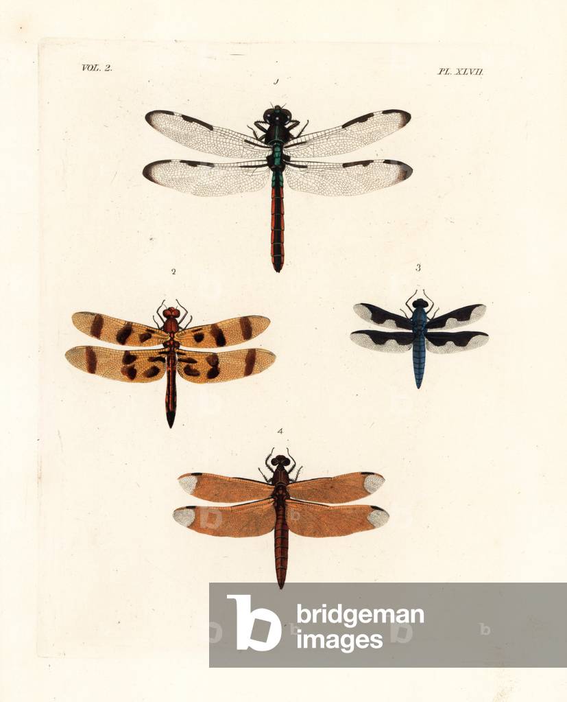 Dragonflies: bar-winged skimmer, Libellula axilena 1, halloween pennant, Celithemis eponina 2, portia widow dragonfly, Palpopleura portia 3, and fulvous forest skimmer, Neurothemis fulvia 4. Handcoloured lithograph from John O. Westwood's new edition of Dru Drury's “” Illustrations of Exotic Entomology,”” Bohn, London, 1837.