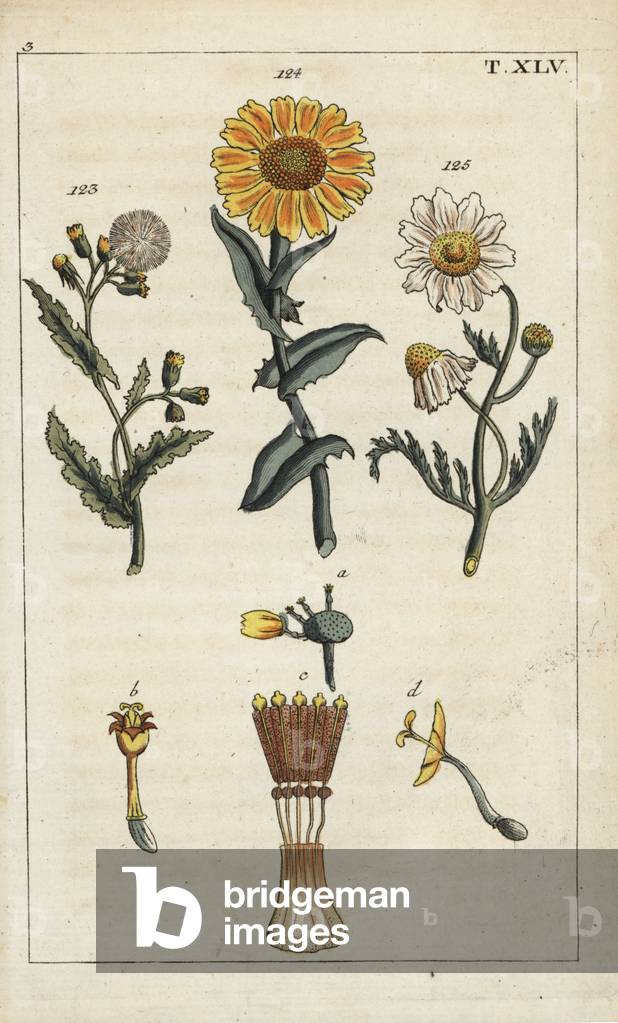 Common groundsel (senecon commun), Senecio vulgaris 123, corn marigold, Glebionis segetum 124, and perennial sow-thistle, Sonchus arvensis 125. Handcolored copperplate engraving of a botanical illustration from G. T. Wilhelm's “” Unterhaltungen aus der Naturgeschichte” (Encyclopedia of Natural History), Augsburg, 1811. Gottlieb Tobias Wilhelm (1758-1811) was a clergy and naturalist in Augsburg, Bavaria.
