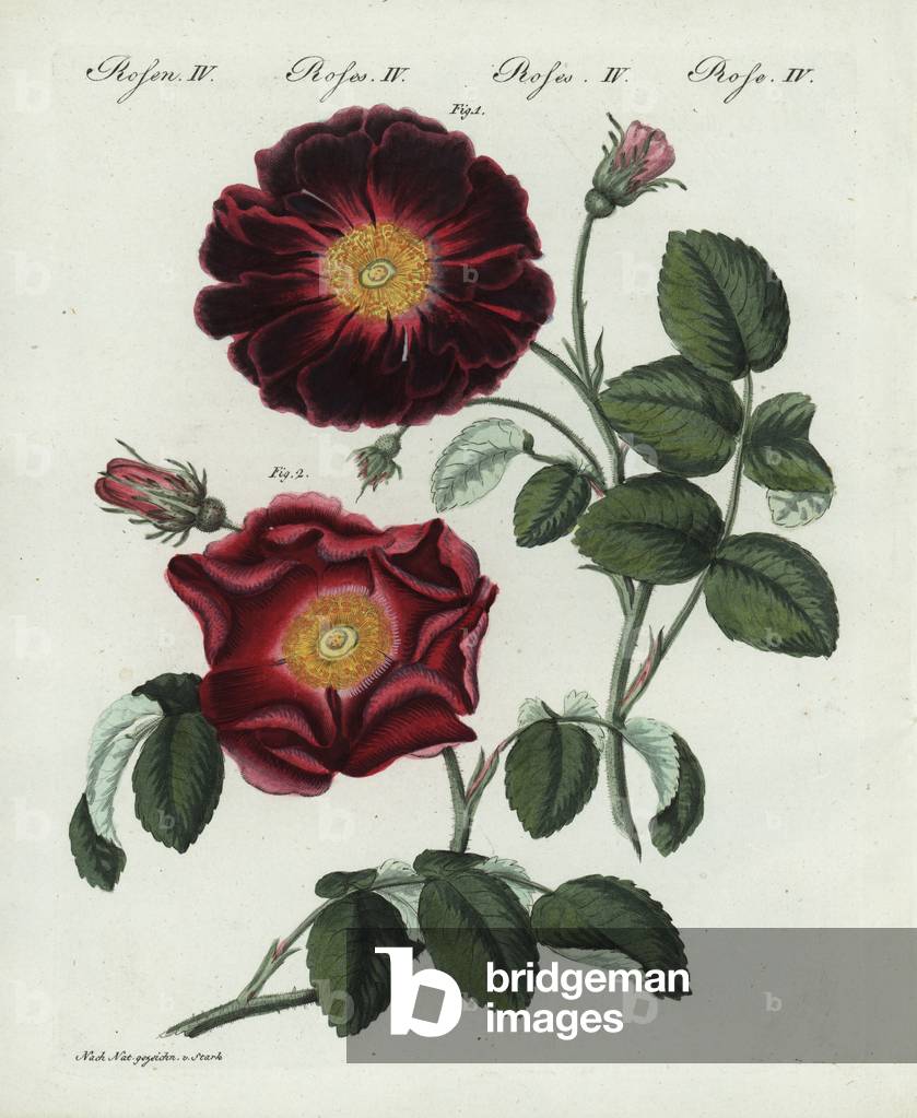 Purple or violet rose, Rosa holoserica purpurea flora semi-pleno. Handcoloured copperplate engraving from an illustration drawn from nature by Stark from Friedrich Bertuch's “” Bilderbuch fur Kinder” (Picture Book for Children), Weimar, 1802.
