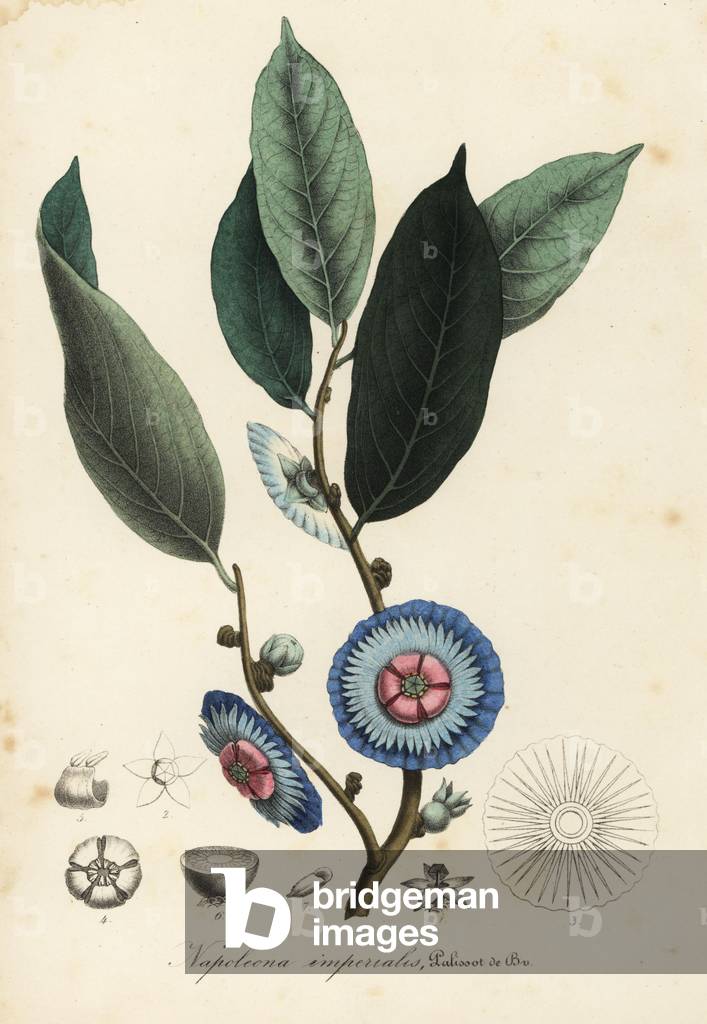 Napoleonaea imperialis (Napoleona imperialis). Handcoloured lithograph from Louis van Houtte and Charles Lemaire's Flowers of the Gardens and Hothouses of Europe, Flore des Serres et des Jardins de l'Europe, Ghent, Belgium, 1845.