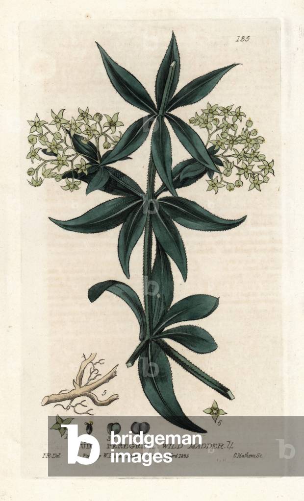 Traveller Gance. Coloured copper engraving from a drawing by Isaac Russell from William Baxter's book “English Botanical Phenomenes””, 1834. William Baxter (1788-1871) was the curator of the Oxford Botanical Garden from 1813 to 1854. Wild madder, Rubia peregrina. Handcoloured copperplate engraving by Charles Mathews of a drawing by Isaac Russell from William Baxter's “” British Phaenogamous Botany”” 1835. Scotsman William Baxter (1788-1871) was the curator of the Oxford Botanic Garden from 1813 to 1854.