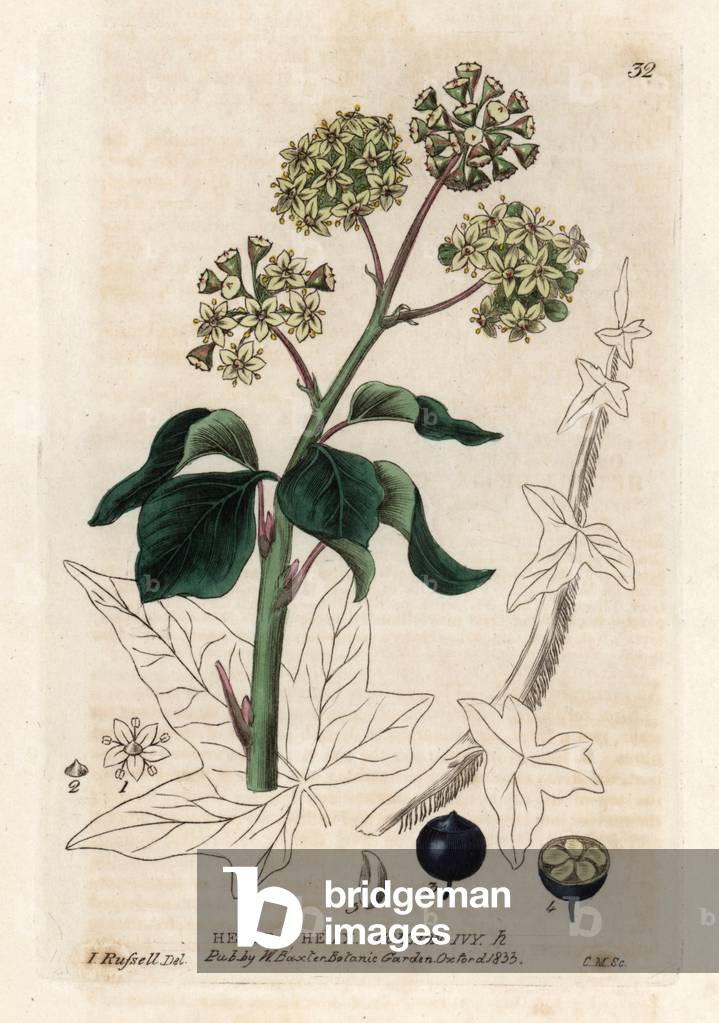 Climbing ivy. Coloured copper engraving from a drawing by Isaac Russell from William Baxter's book “English Botanical Phenomenes””, 1834. William Baxter (1788-1871) was the curator of the Oxford Botanical Garden from 1813 to 1854. Common ivy, Hedera helix. Handcoloured copperplate engraving from a drawing by Isaac Russell from William Baxter's “” British Phaenogamous Botany”” 1834. Scotsman William Baxter (1788-1871) was the curator of the Oxford Botanic Garden from 1813 to 1854.