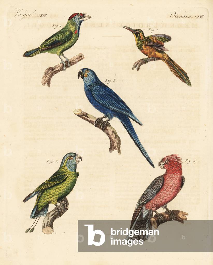 Rufos-tailed jacamar, Galbula ruficauda, female 1, blue-throated barbet, Megalaima asiatica 2, hyacinth macaw, Anodorhynchus hyacinthinus 3, galah, Eolophus roseicapilla 4, and blue-crowned or mindoro racquet-tail, Prioniturus discurus 5. Handcoloured copperplate engraving from Friedrich Johann Bertuch's Bilderbuch fur Kinder (Picture Book for Children), Weimar, 1823.