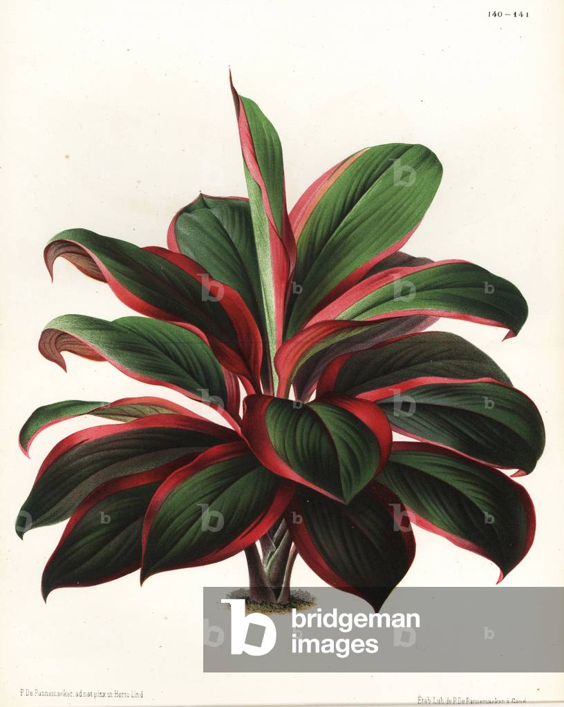 Cabbage palm tree, Cordyline fruticosa (Dracaena reali). Drawn and chromolithographed by P. de Pannemaeker from Jean Linden's l'Illustration Horticole, Brussels, 1873.