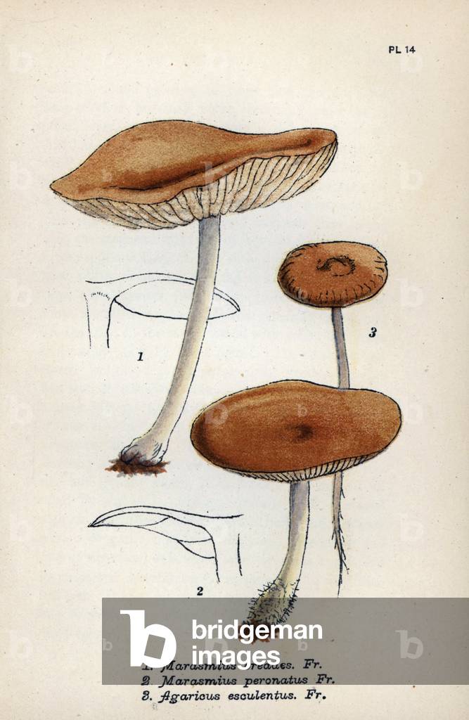 Marasmus of the oreads or false musseron (Marasmius oreades 1), collybia guetree or burlant marasmus (Marasmius peronatus 2), collybia of the epiceas cones (Agaricus esculentus 3) - Chromolithography after a drawing by Mordecai Cubitt Cooke (1825-1914), published in “” A Plain and Easy Account of British Fungi”” English), Robert Hardwicke Edition, London, 1862