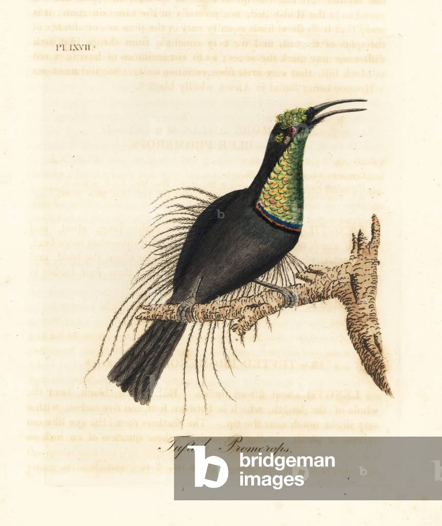 Magnificent riflebird, Ptiloris magnificus (Tufted promerops). Drawn from a specimen in Bullock's Museum. Handcoloured copperplate drawn and engraved by John Latham from his own A General History of Birds, Winchester, 1822.