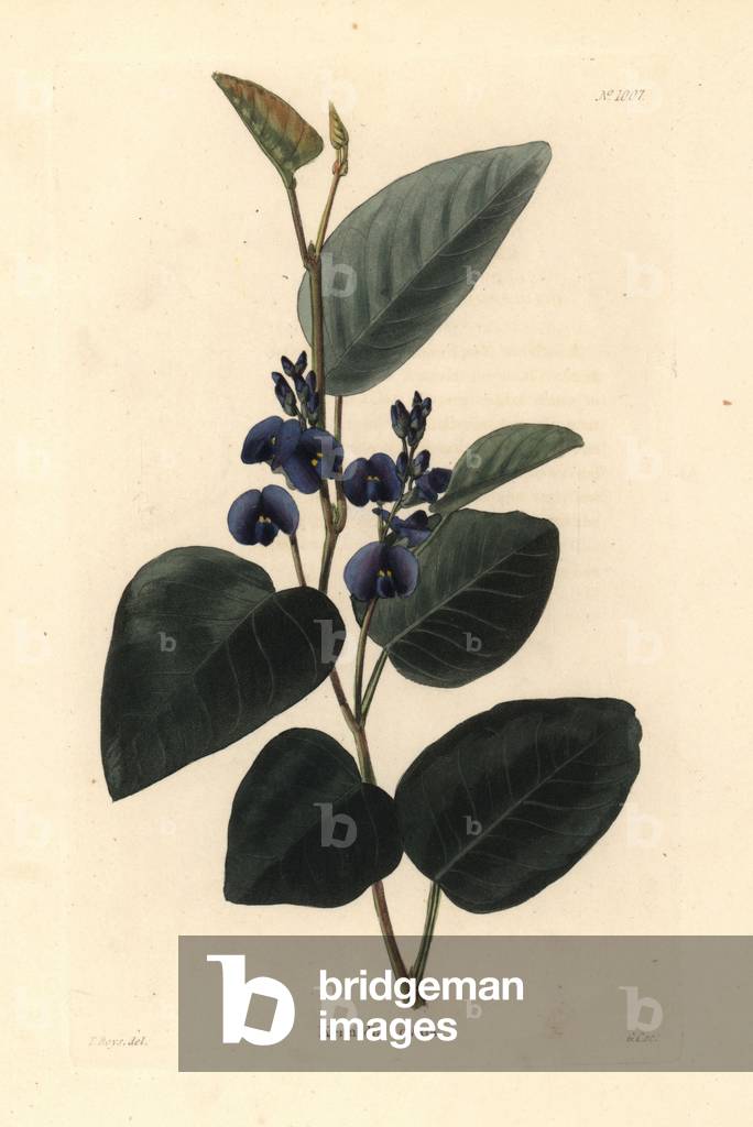 Kennedia ovata. Handcoloured copperplate engraving by George Cooke after Thomas Shotter Boys from Conrad Loddiges' Botanical Cabinet, Hackney, 1825.