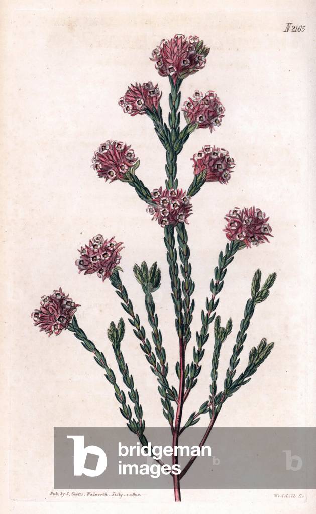 Variety of heather. Copper engraving, painted by John Curtis and grave by Weddell, published in the “Curtis Botanical Magazine”, 1820, by Samuel Curtis, London, England.