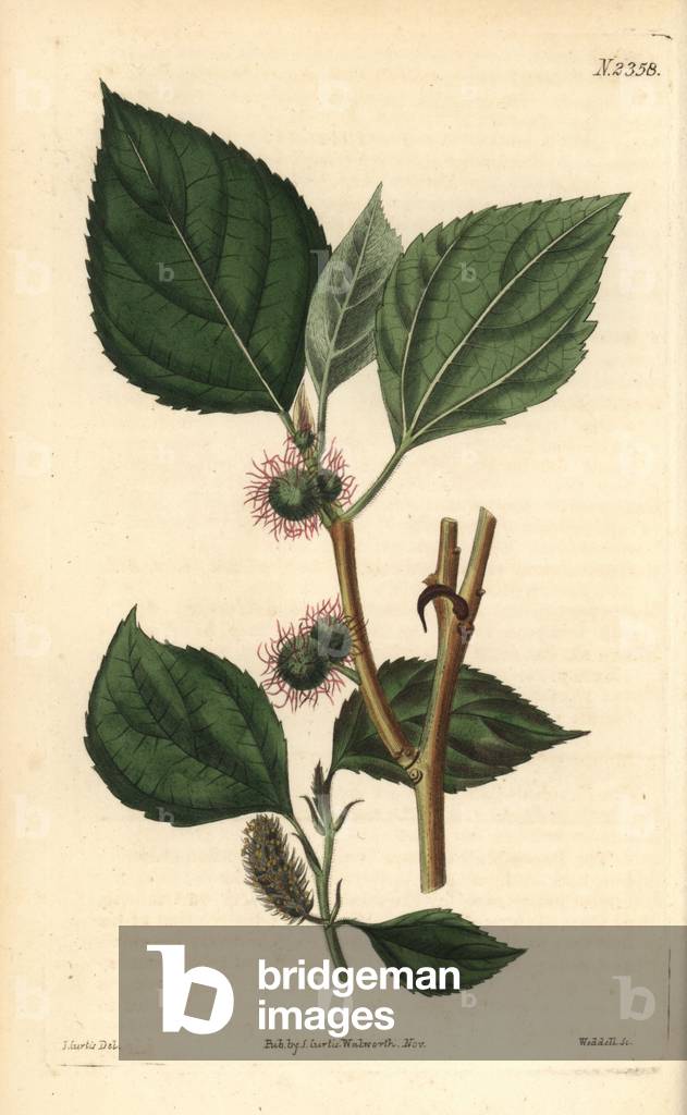 Paper mulberry tree, Broussonetia papyrifera (Morus papyrifera). Handcoloured copperplate engraving by Weddell after a botanical illustration by John Curtis from William Curtis' Botanical Magazine, Samuel Curtis, London, 1822.