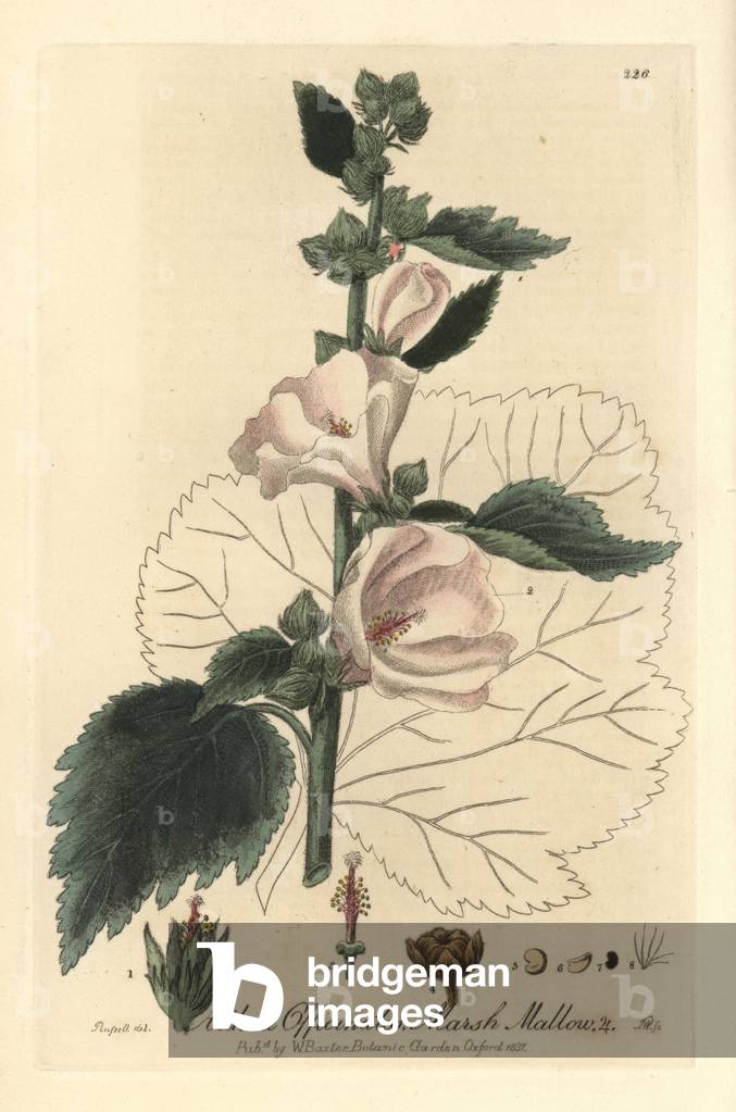 Marsh mallow, Althaea officinalis - Handcoloured copperplate engraving by J. Whessell from a drawing by Isaac Russell from William Baxter's “” British Phaenogamous Botany”” 1837