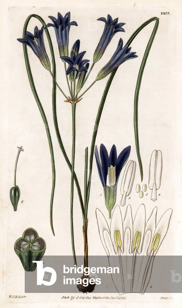 Brodiaea crown - Crown brodiaea, Brodiaea coronaria (Large flowered brodiaea, Brodiaea grandiflora). Handcoloured copperplate engraving by Swan after an illustration by William Jackson Hooker from Samuel Curtis's “” Botanical Magazine,”” London, 1829.