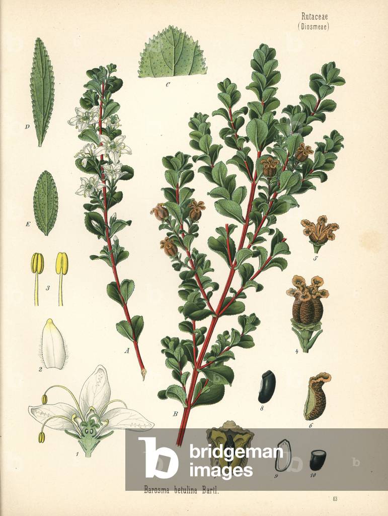 Round leaf buchu, Agathosma betulina (Barosma betulina). Chromolithograph after a botanical illustration from Hermann Adolph Koehler's Medicinal Plants, edited by Gustav Pabst, Koehler, Germany, 1887.