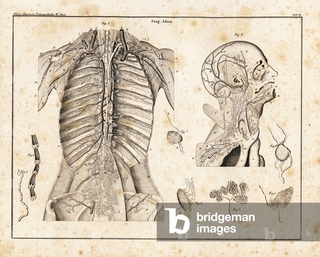 Anatomy of human venous return system of venal valves in the upper torso. Lithograph from Lorenz Oken's Universal Natural History, Allgemeine Naturgeschichte fur alle Stande, Stuttgart, 1839.