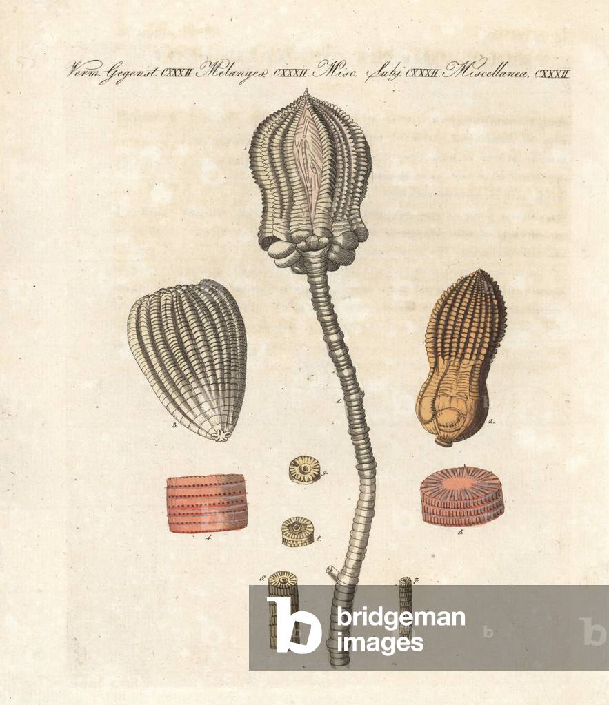 Fossil marine lily encrinitiite or stony lily - fossil of encrinitis or stone lilies - Helmintholithus encrinus. Closed lily with root 1, lily without root 2, and another species with pentagonal base 3. Handcoloured copperplate engraving from Bertuch's “” Bilderbuch fur Kinder”” (Picture Book for Children), Weimar, 1807. Friedrich Johann Bertuch (1747-1822) was a German publisher and man of arts most famous for his 12-volume encyclopedia for children illustrated with 1,200 engraved plates on natural history, science, costume, mythology, etc., published from 1790-1830.