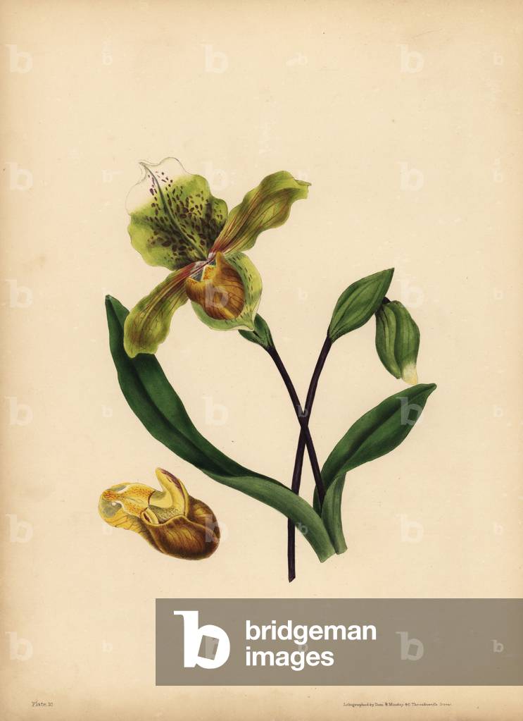 The noble Lady's Slipper, Cypripedium reginae, Resemblance