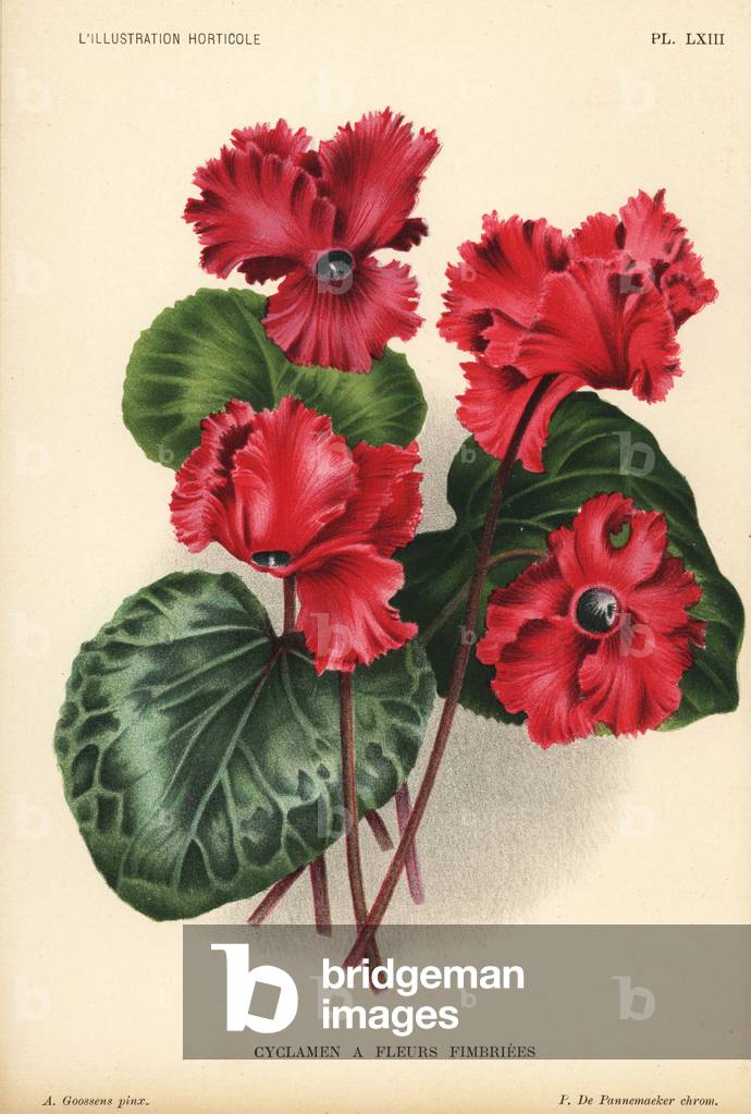 Giant cyclamen cultivar, Cyclamen persicum var. giganteum. Chromolithograph by Pieter de Pannemaeker after an illustration by A. Goossens from Jean Linden's l'Illustration Horticole, Brussels, 1896.