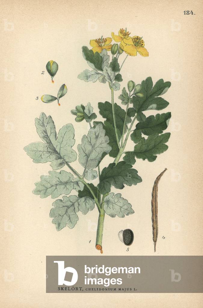 Greater celandine, Chelidonium majus
