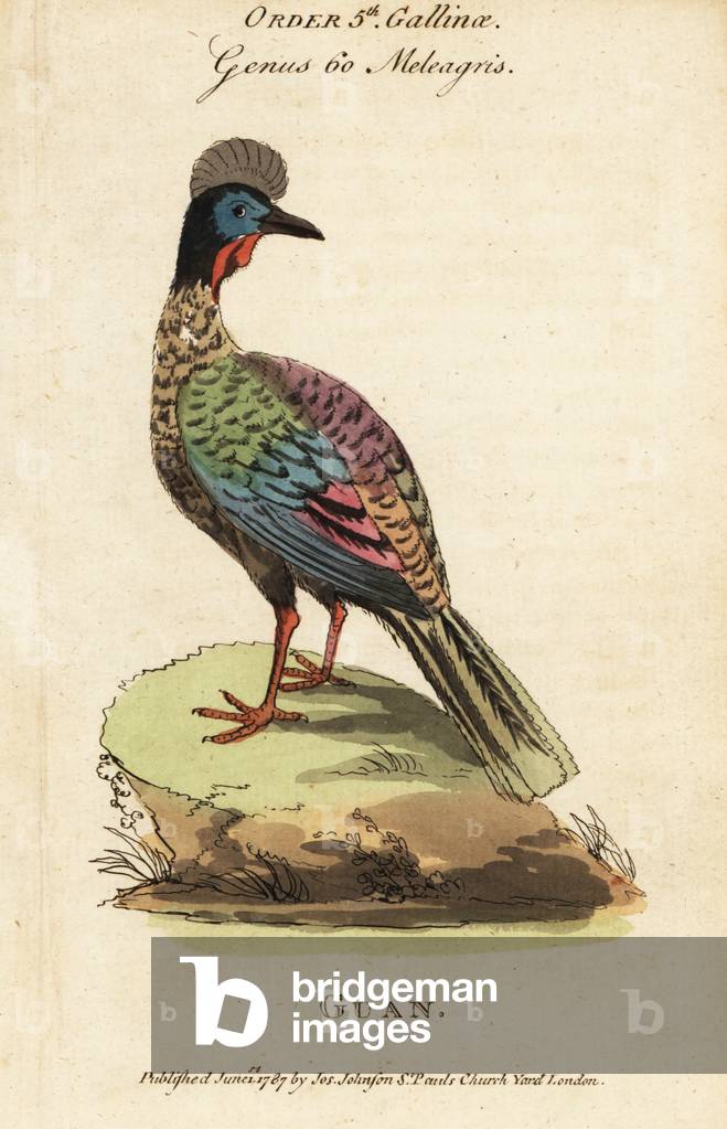 Crested guan, Penelope purpurascens
