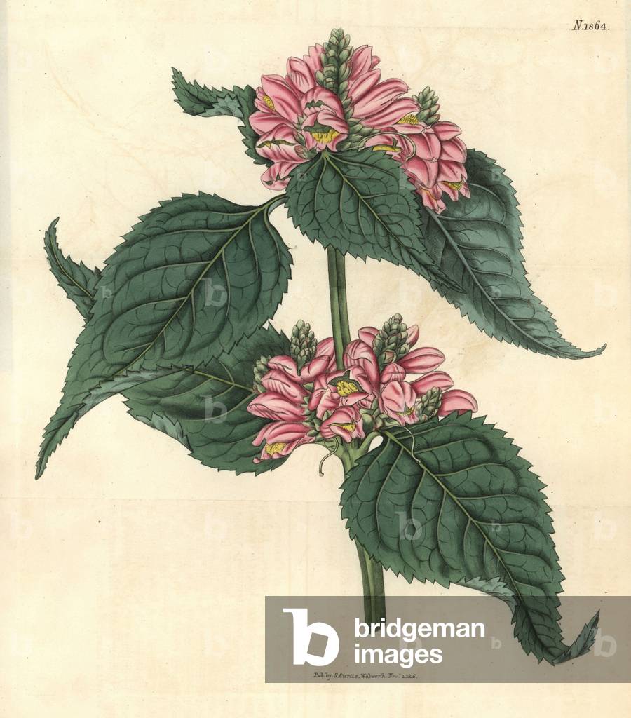 Galane de Lyon - Lyon's chelone, Chelone lyonii (Chelone major). Handcoloured botanical engraving by Weddell from John Sims' Curtis's Botanical Magazine, Couchman, London, 1816.