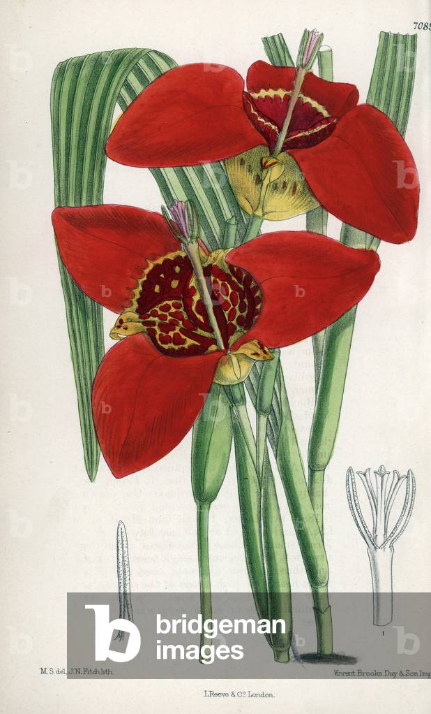 Tigridia pringlei or peacock eye or tiger lily, purple flowers and tiger native to Mexico. Drawing by Matilda Smith (1854-1926), Lithography by John Nugent Fitch in Curtis Botanical Magazine, by Joseph Dalton Hooker, published in London, England, by L. Reeve and Co, 1889.