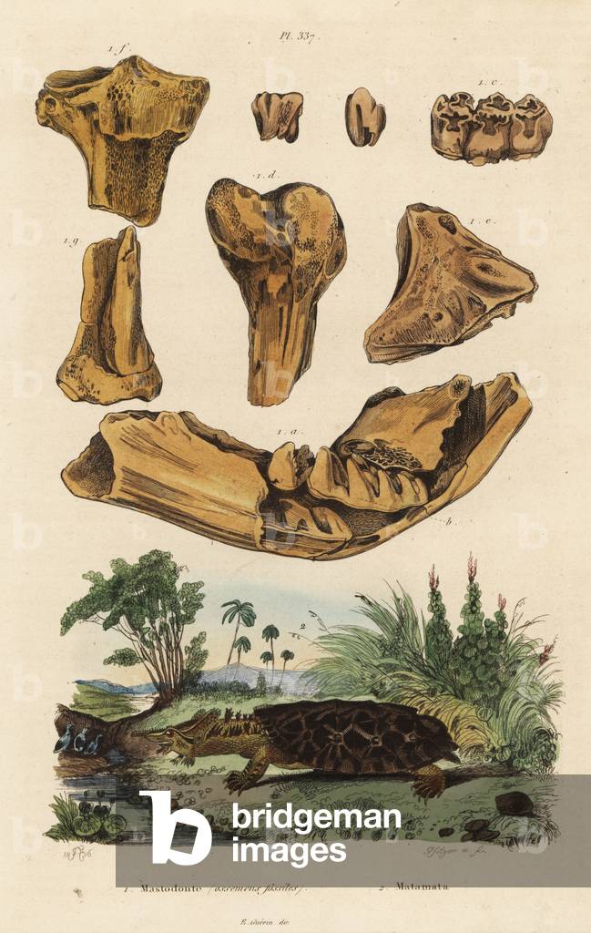 Fossil bones of an extinct American mastodon, Mammut americanum 1, and mata mata, Chelus fimbriata 2