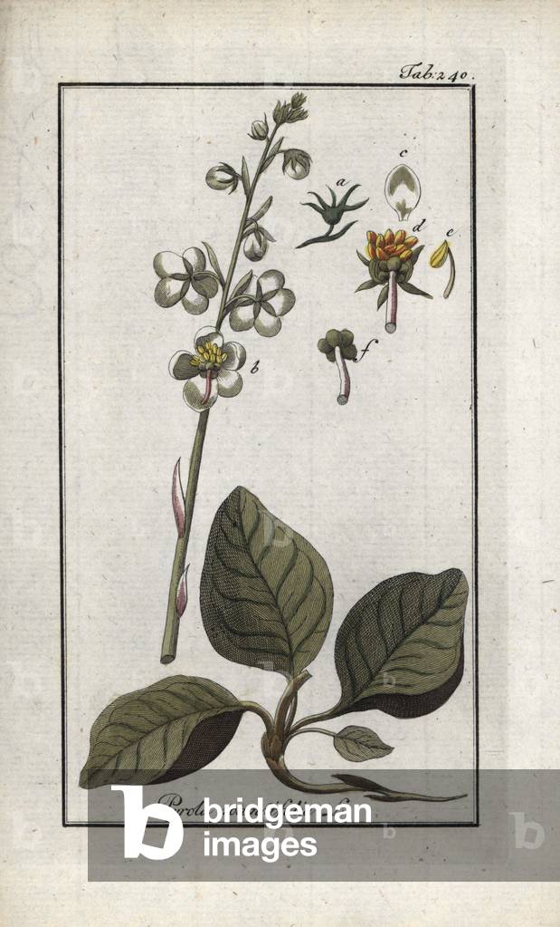 Round-leaved Pyrole (Pyrola rotundifolia). Lithograph from “Afbeelding der Artseny-Gewassen” by Johannes Zorn (1739-1799), Netherlands, 1796. Round-leaved wintergreen, Pyrola rotundifolia. Handcoloured copperplate botanical engraving from J. Zorn's “Afbeelding der Artseny-Gewassen,” Amsterdam, 1796.