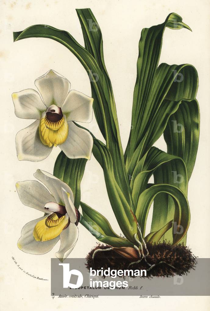 Pescatoria cerina orchid (Zygopetalum cerinum). Handcoloured lithograph from Louis van Houtte and Charles Lemaire's Flowers of the Gardens and Hothouses of Europe, Flore des Serres et des Jardins de l'Europe, Ghent, Belgium, 1867-1868.