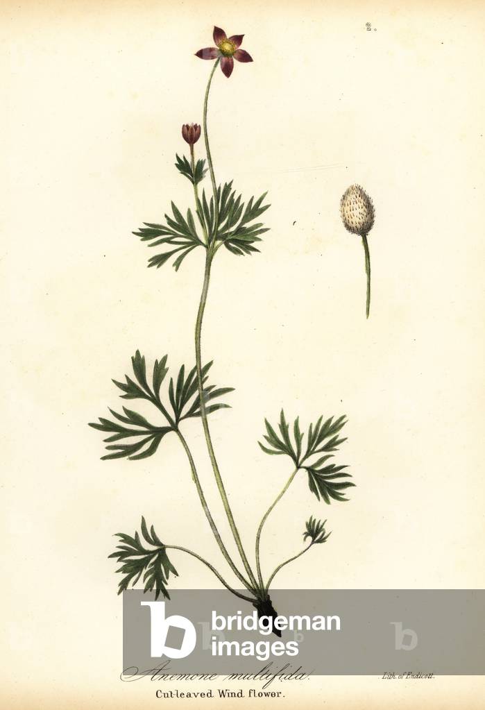 Pacific anemone or cut-leaved windflower, Anemone multifida