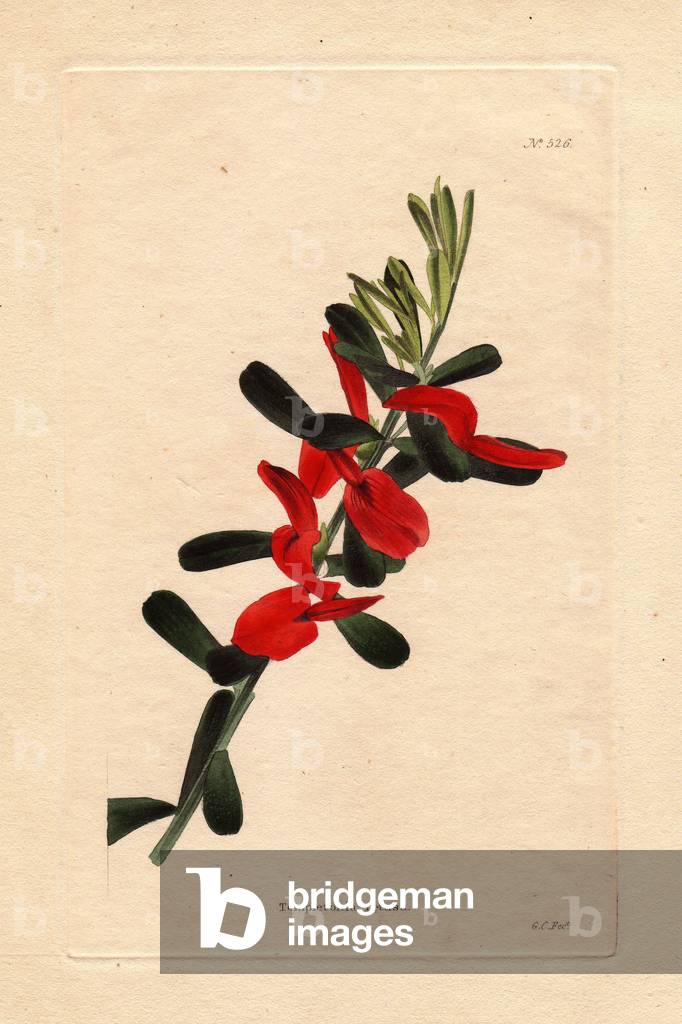 Twig of a shrub Templetonia retusa, with crimson red flowers. Native to Australia, named after John Templeton (1766-1825), Irish naturalist and botanist. Engraving by George Cooke (1781-1834). In Botanical Cabinet, an illustrative catalogue of nursery plants, published monthly from 1717 to 1833, by Conrad Loddiges and Sons.