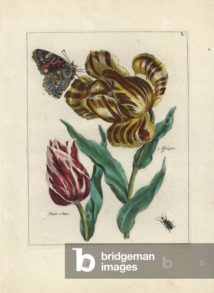 Tulips, from Africa and Paule Sano, with insect and butterfly - Lithography attributed to Paul Theodor van Brussel (1754-1795), author of the cover bouquet, or A.Bres., influenced by Nicolas Robert (1614-1685), published in “Nederlandsch Bloemwerk” (Dutch Floral Compositions), Amsterdam, J.B. Elwe, 1794