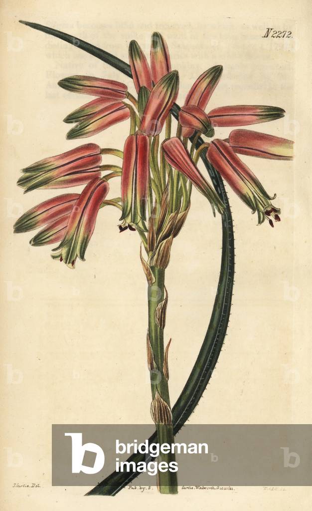 Small-spined aloe, Aloe micracantha (Aloe microcantha). Handcoloured copperplate engraving by Weddell after an illustration by John Curtis from Samuel Curtis' Botanical Magazine, London, 1822.