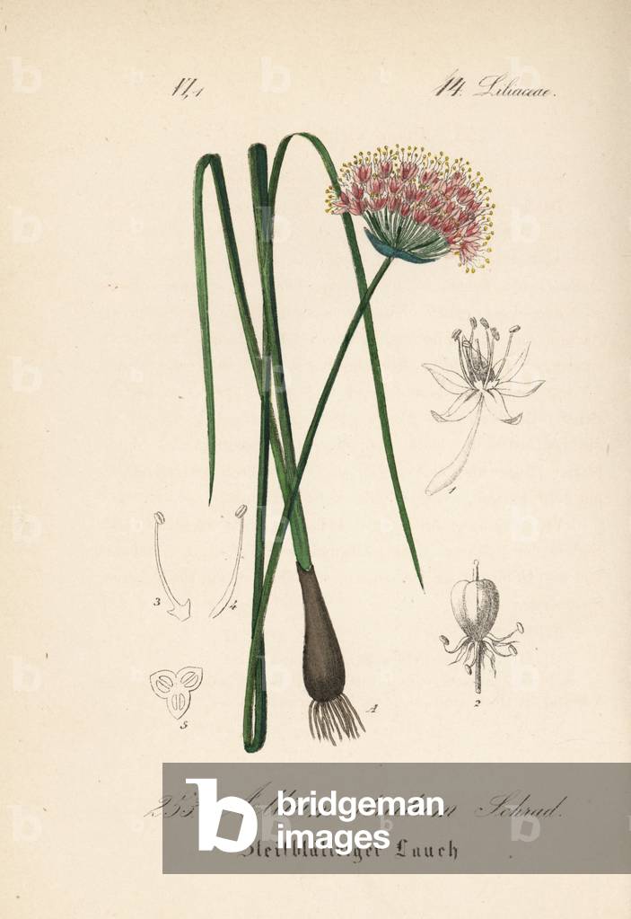 Garlic stands - Allium strictum. Handcoloured lithograph from Diederich von Schlechtendal's German Flora (Flora von Deutschland), Jena, 1871