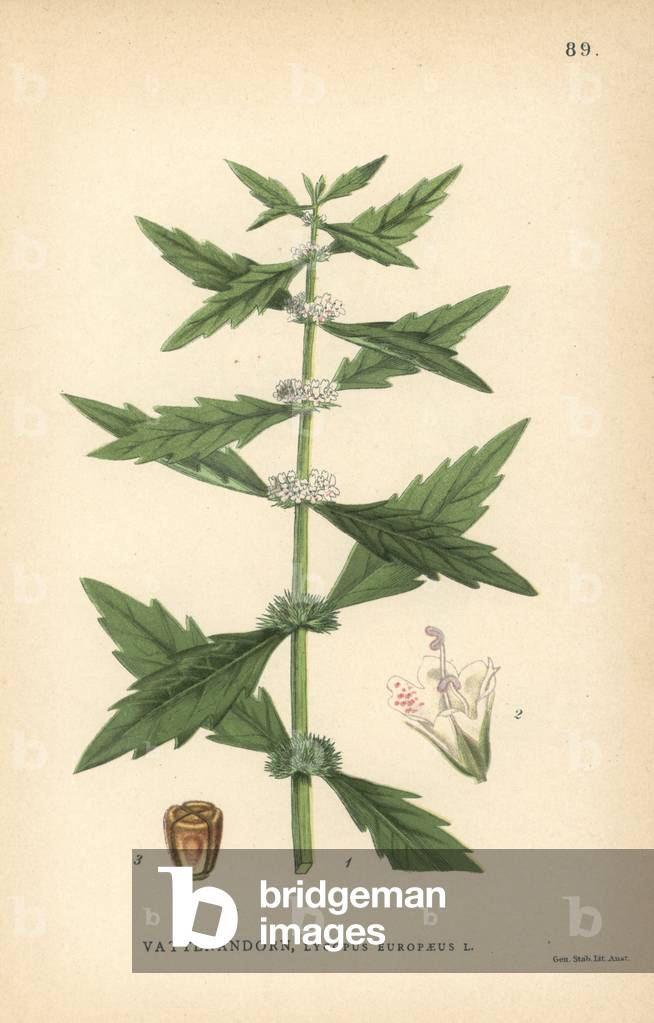 Gypsywort, Lycopus europaeus