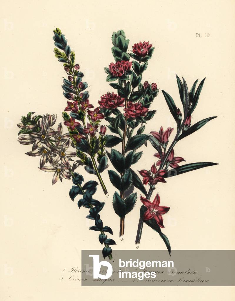 Saw-leaved boronia, Boronia serrulata, crenated, Boronia crenulata, willow-leaved crowea, Crowea saligna, and box-leaved eriostemon, Eriostemon buxifolium. Handfinished chromolithograph by Noel Humphreys after an illustration by Jane Loudon from Mrs. Jane Loudon's Ladies Flower Garden or Ornamental Greenhouse Plants, William S. Orr, London, 1849.