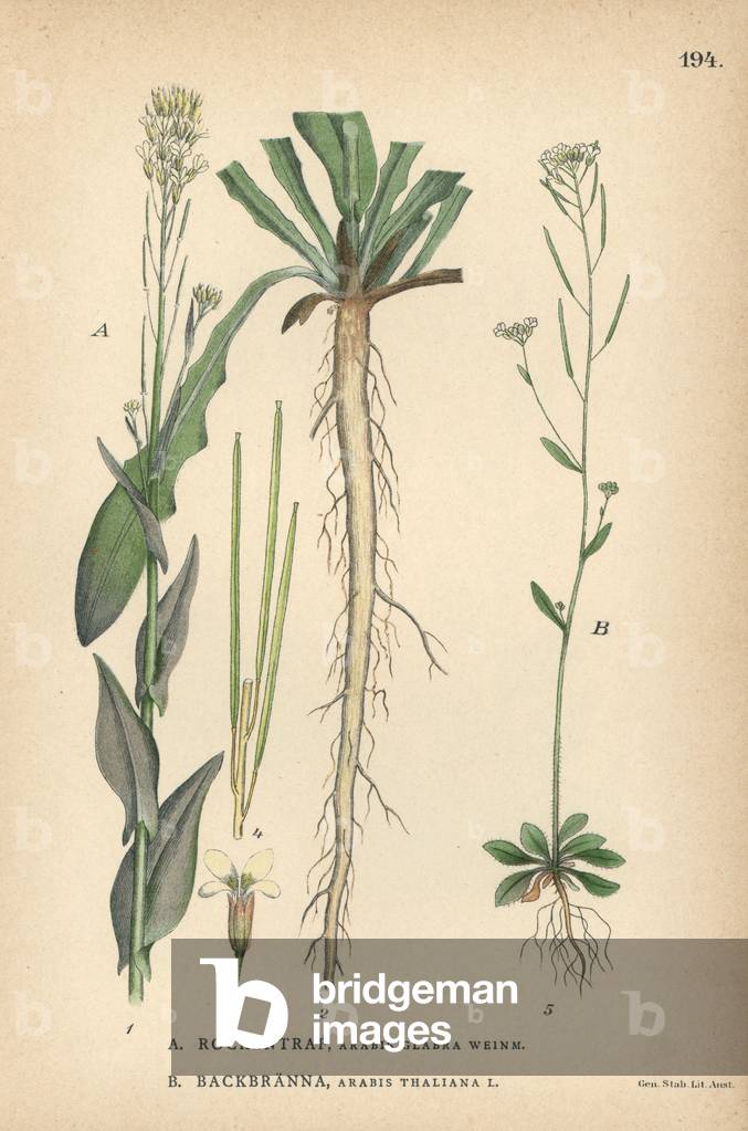 Tower mustard, Arabis glabra Weinm., and thale cress, Arabis thaliana