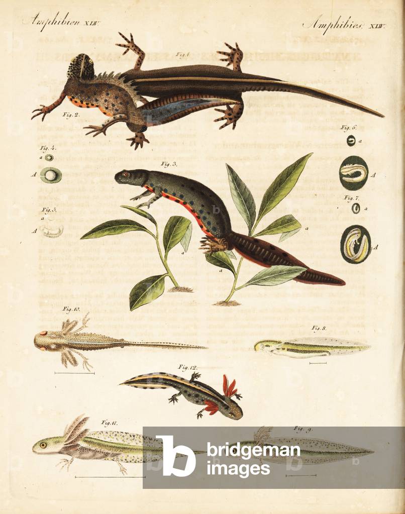 Smooth newt, Lissotriton vulgaris: female 1, male 2, female depositing eggs on an aquatic leaf 3, egg 4, development of the young 5-12. Handcoloured copperplate engraving from Friedrich Johann Bertuch's Bilderbuch fur Kinder (Picture Book for Children), Weimar, 1823.