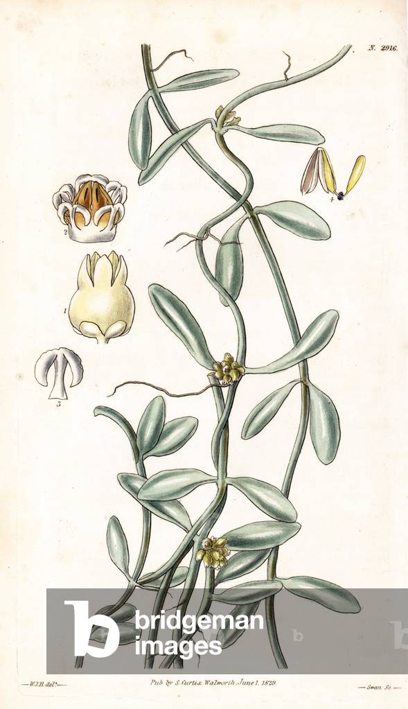 Bengal dischidia, Dischidia bengalensis (Dischidia benghalensis). Handcoloured copperplate engraving by Swan after an illustration by William Jackson Hooker from Samuel Curtis's “” Botanical Magazine,”” London, 1829.