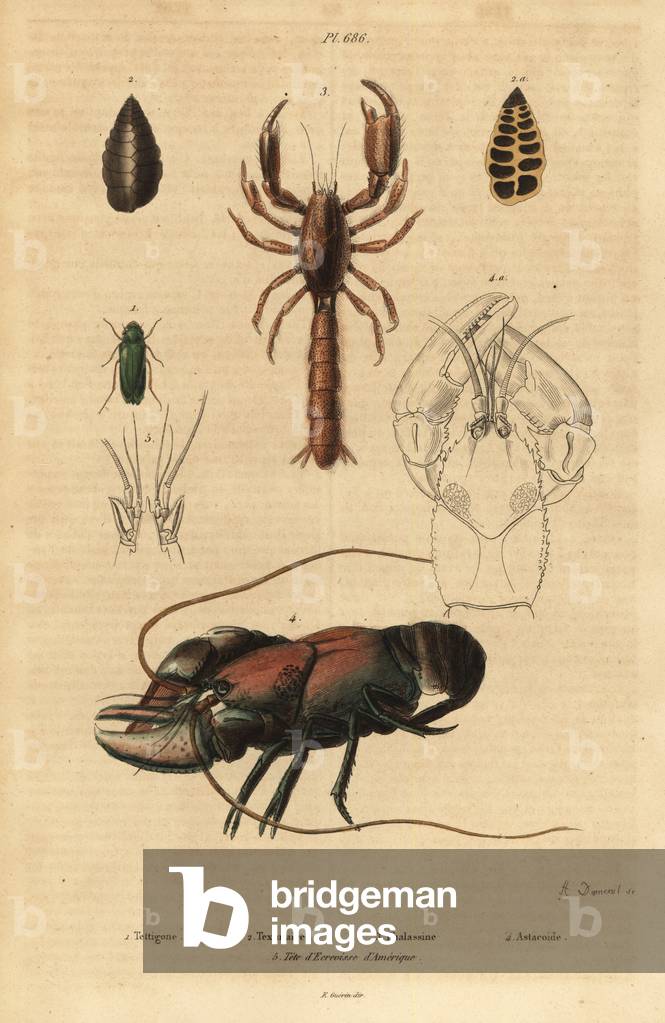 Great green bush-cricket, Tettigonia viridissima 1, foraminifera, Bannerella gibbosa 2, scorpion mud lobster, Thalassina anomala 3, crayfish, Astacus goudotii 4 and head of American crawfish 5