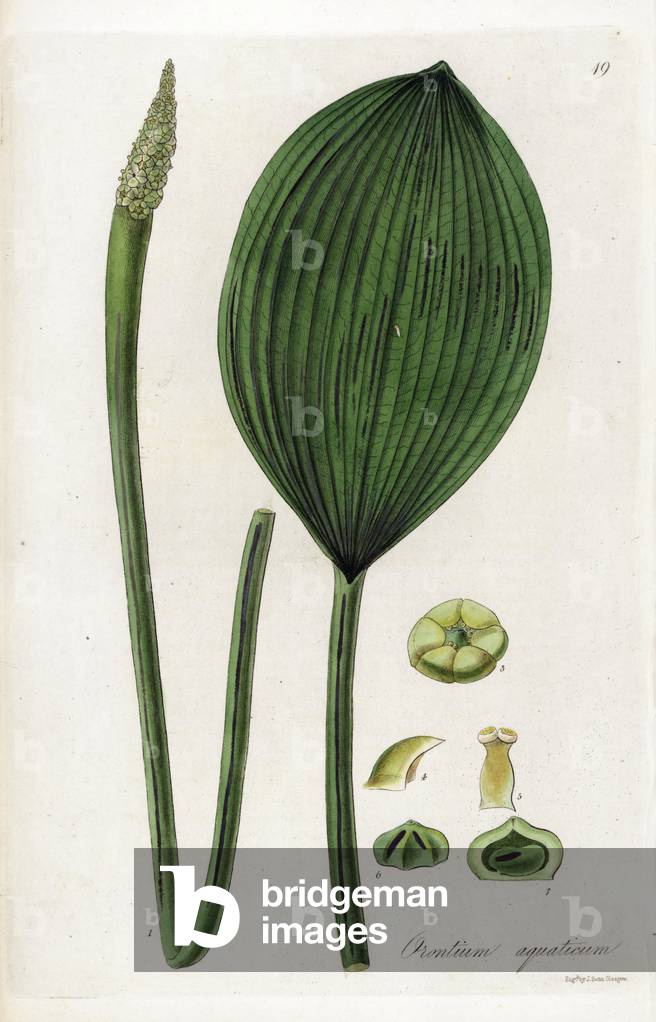 American Cryptocoryne or Candle Plant - Lithography by J. Swan, based on an illustration by William Jackson Hooker (1785-1865), extract from Exotic Flora, Scotland, 1823 - Aquatic orontium, Orontium aquatium - Handcoloured copperplate engraving by J. Swan after a botanical illustration by W. J. Hooker from his own “” Exotic Flora,”, Edinburgh, 1823