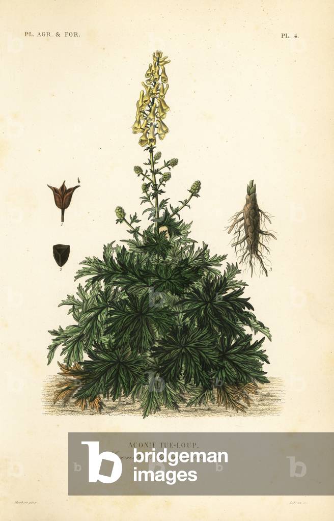 Wolf's bane or wolfsbane, Aconitum lycoctonum, Aconit tue-loup