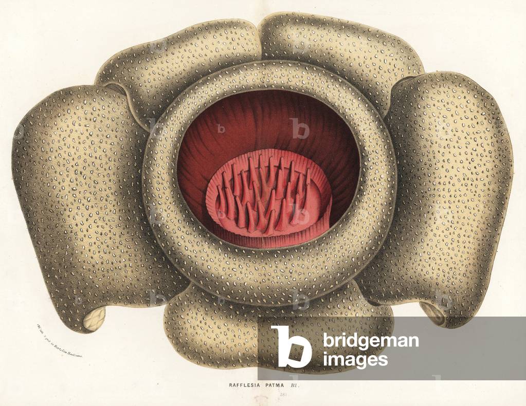 Rafflesia horsfieldii (Rafflesia patma). Handcoloured lithograph from Louis van Houtte and Charles Lemaire's Flowers of the Gardens and Hothouses of Europe, Flore des Serres et des Jardins de l'Europe, Ghent, Belgium, 1862-65.