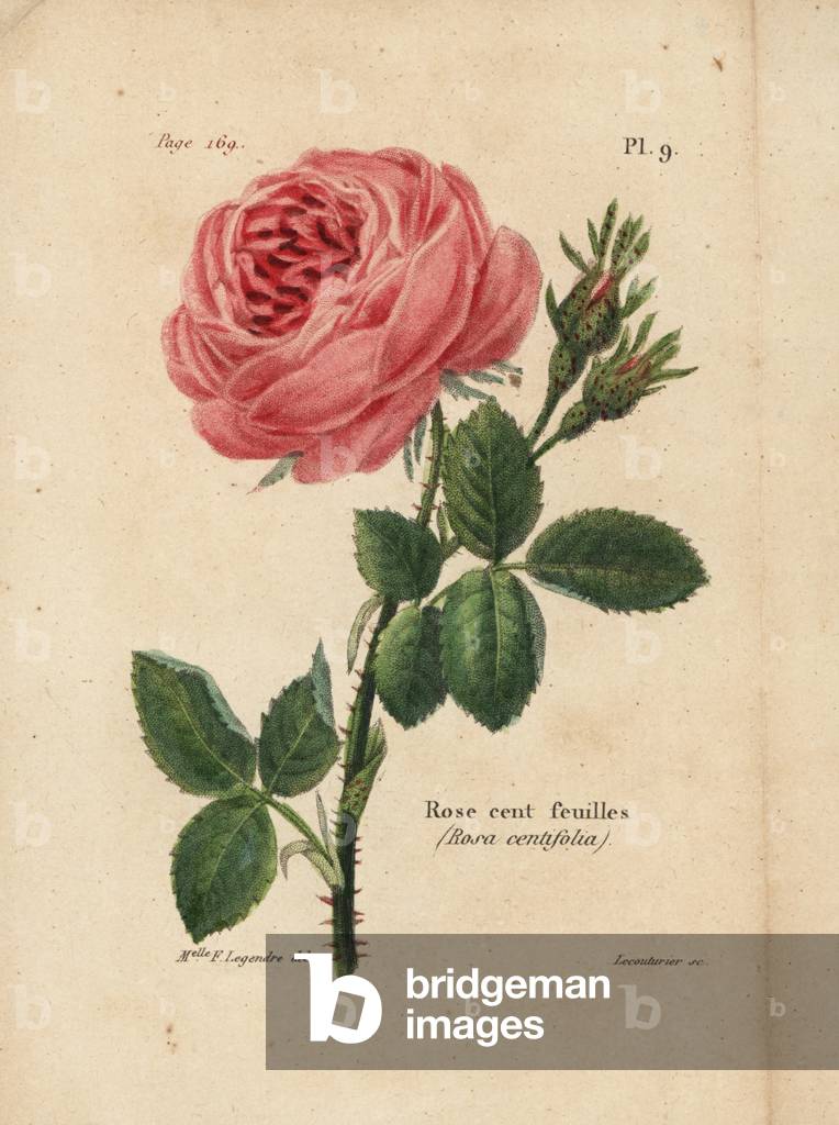 Pink cabbage, Pink hundred leaves, Rosa centifolia. Handcoloured lithograph by Lecouturier after a botanical illustration by Miss F. Legendre from Pierre Boitard's Rose-Lover's Complete Manual, Roret, Paris 1836.