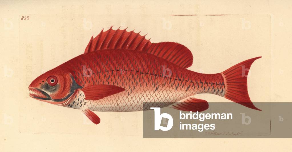 Red snapper species, Lutjanus campechanus? (Aya bodian, Bodianus aya). Illustration drawn and engraved by Richard Polydore Nodder. Handcoloured copperplate engraving from George Shaw and Frederick Nodder's The Naturalist's Miscellany, London, 1806.