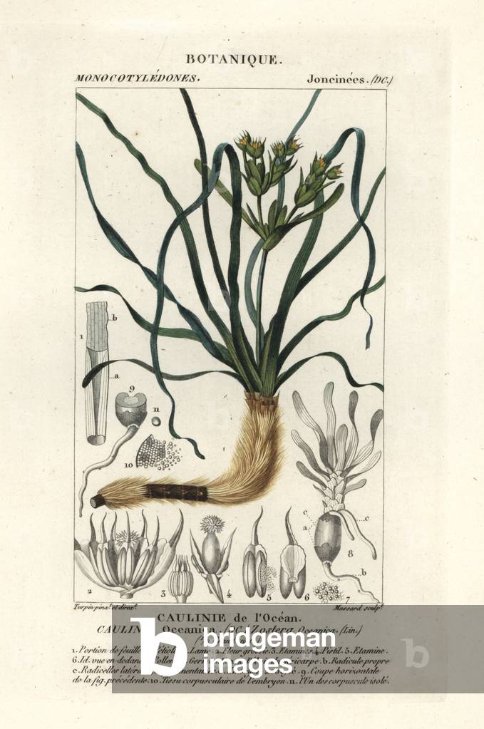 Neptune grass, Posidonia oceanica