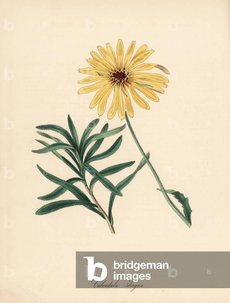 African daisy - Glandular Cape marigold, Dimorphotheca sinuata (Bending stalked marygold, Calendula tragus). Handcoloured zincograph by C. Chabot drawn by Miss M. A. Burnett from her “” Plantae Utiliores: or Illustrations of Useful Plants,”” Whittaker, London, 1842. Miss Burnett drew the botanical illustrations, but the text was chiefly by her late brother, British botanist Gilbert Thomas Burnett (1800-1835).