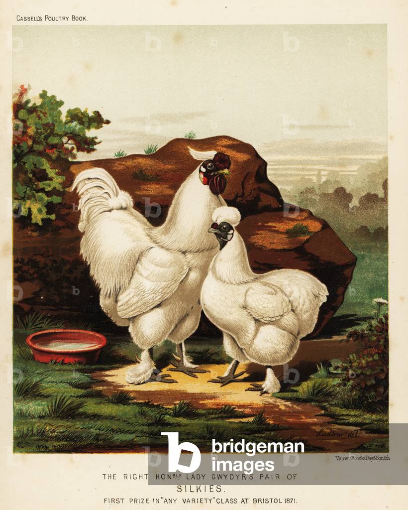 Silkie or Silky cock and hen, 1890 (chromolithograph)